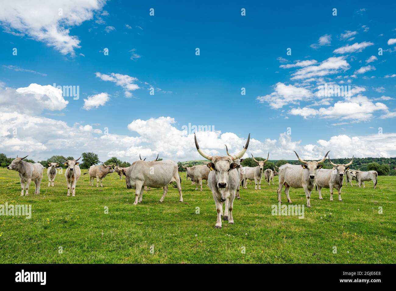 Herd of cows grazing on the pasture under a cloudy sky Stock Photo - Alamy