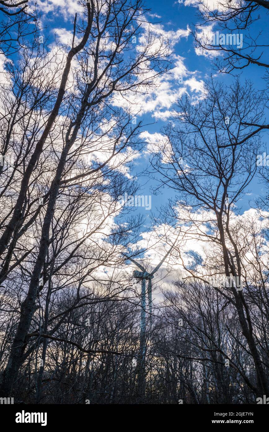USA, Massachusetts, Cape Ann, Gloucester. Dogtown Commons, view of the