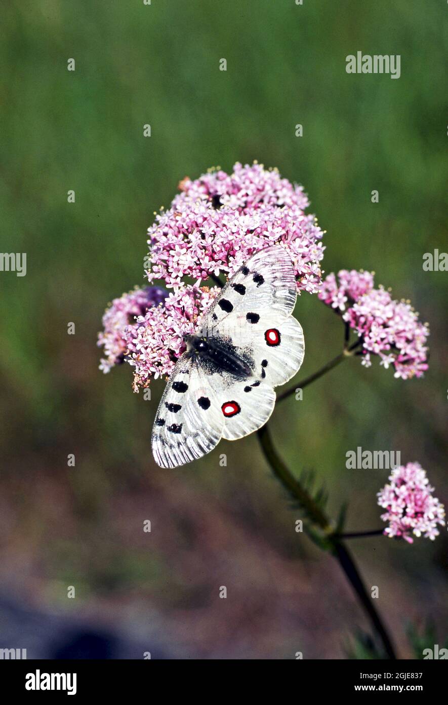 Apollo Butterfly (Parnassius Apollo) on (Valeriana sambucifolia ssp salina) Photo: Bengt Ekman / TT / code 2706 Stock Photo