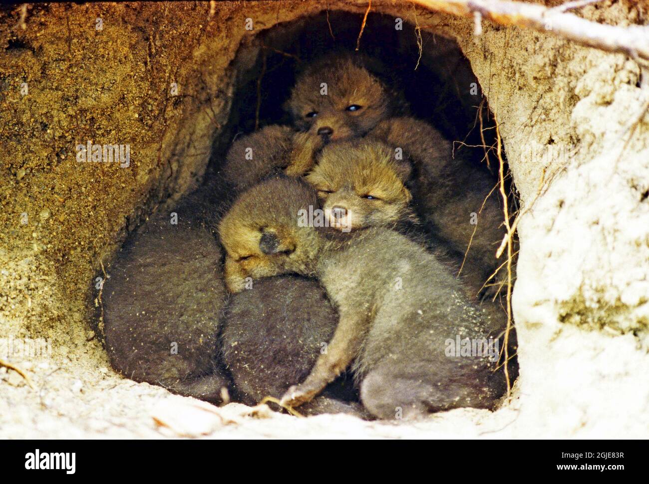 Red Fox in her den with fox cubs (Vulpes vulpes) Photo: Bengt Ekman ...
