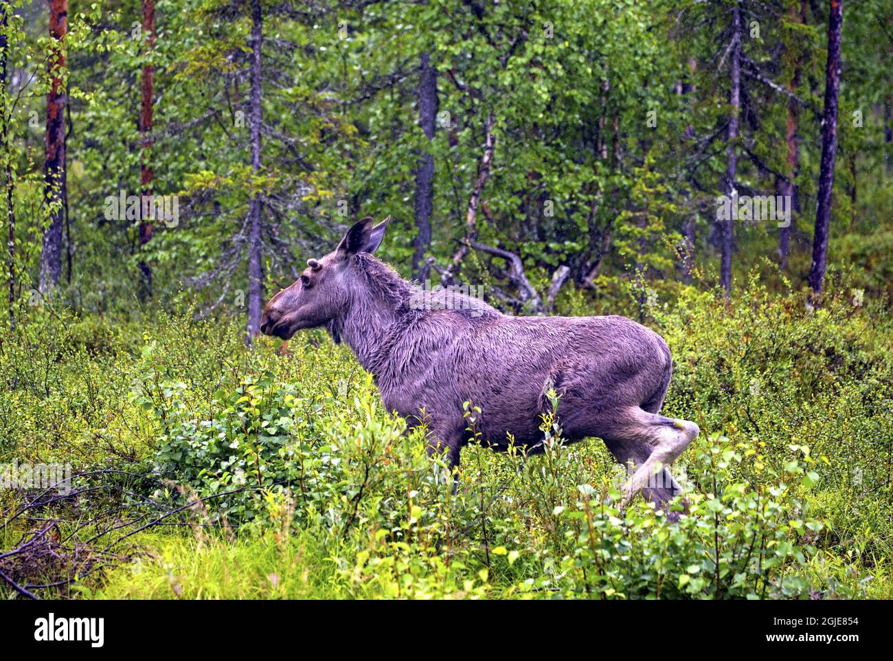 European moose (Alces alces) Photo: Bengt Ekman / TT / code 2706  Stock Photo