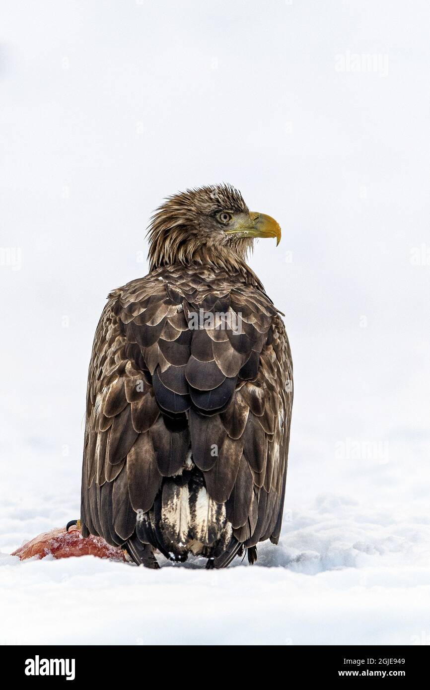 White-tailed Eagles (Haliaeetus albicilla) Photo: Ola Jennersten / TT ...