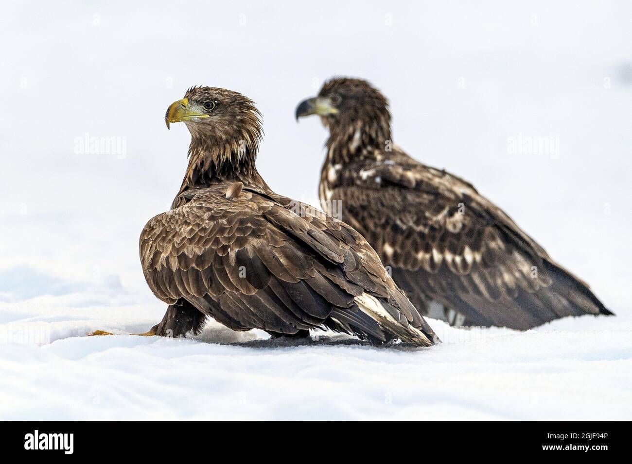 White-tailed Eagles (Haliaeetus albicilla) Photo: Ola Jennersten / TT ...