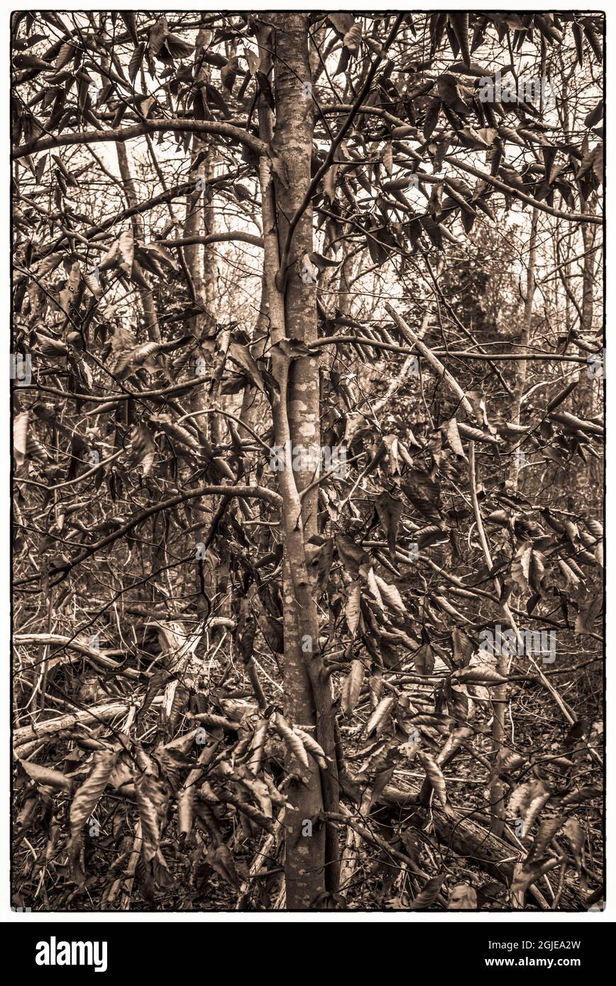 Settlement massachusetts Cut Out Stock Images Pictures Alamy