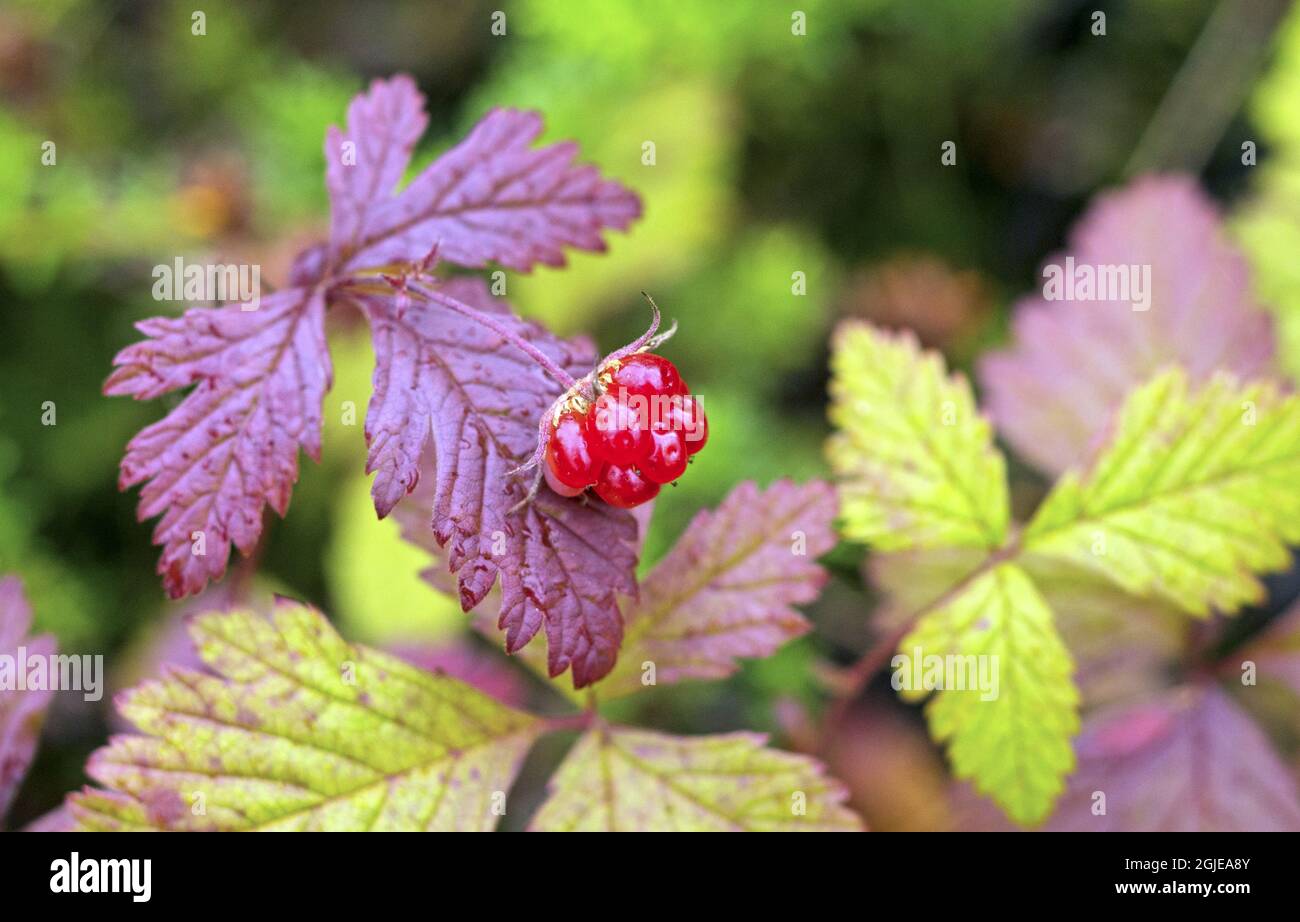 Arctic Bramble (Rubus arcticus) Photo: Bengt Ekman / TT / code 2706  Stock Photo