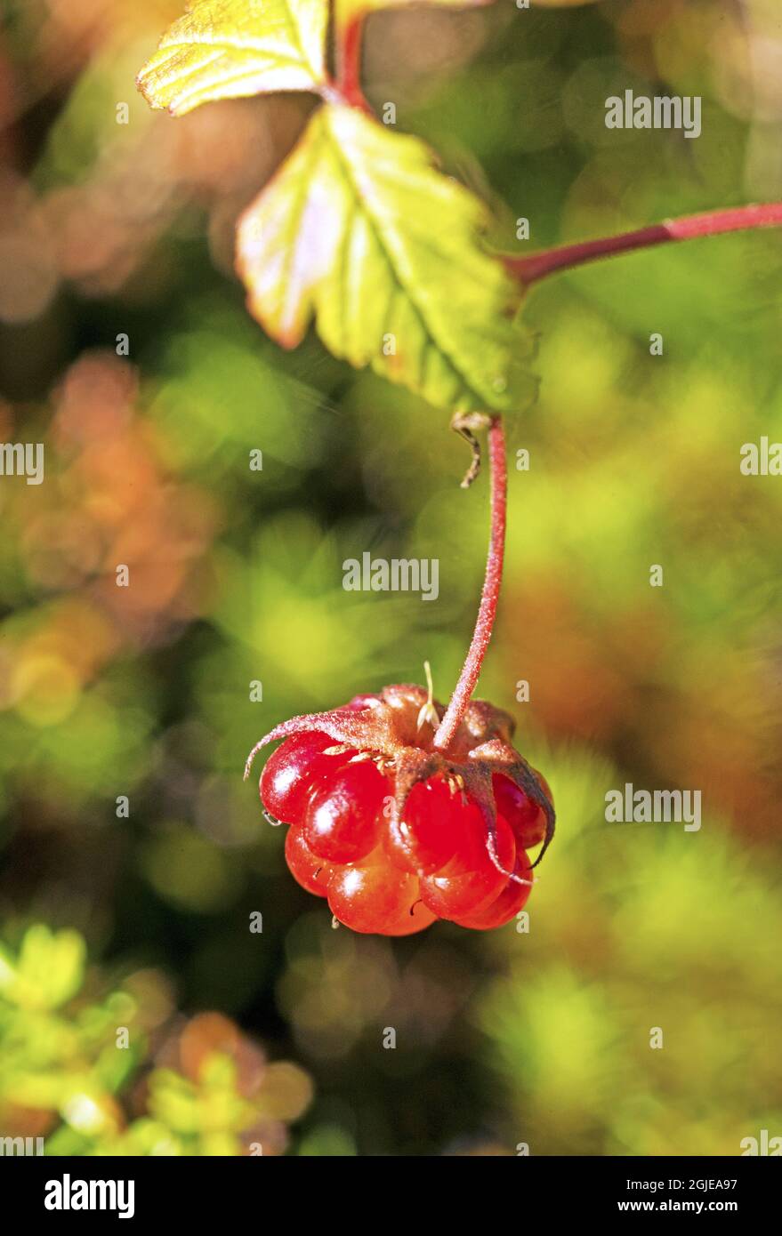 Arctic Bramble (Rubus arcticus) Photo: Bengt Ekman / TT / code 2706  Stock Photo