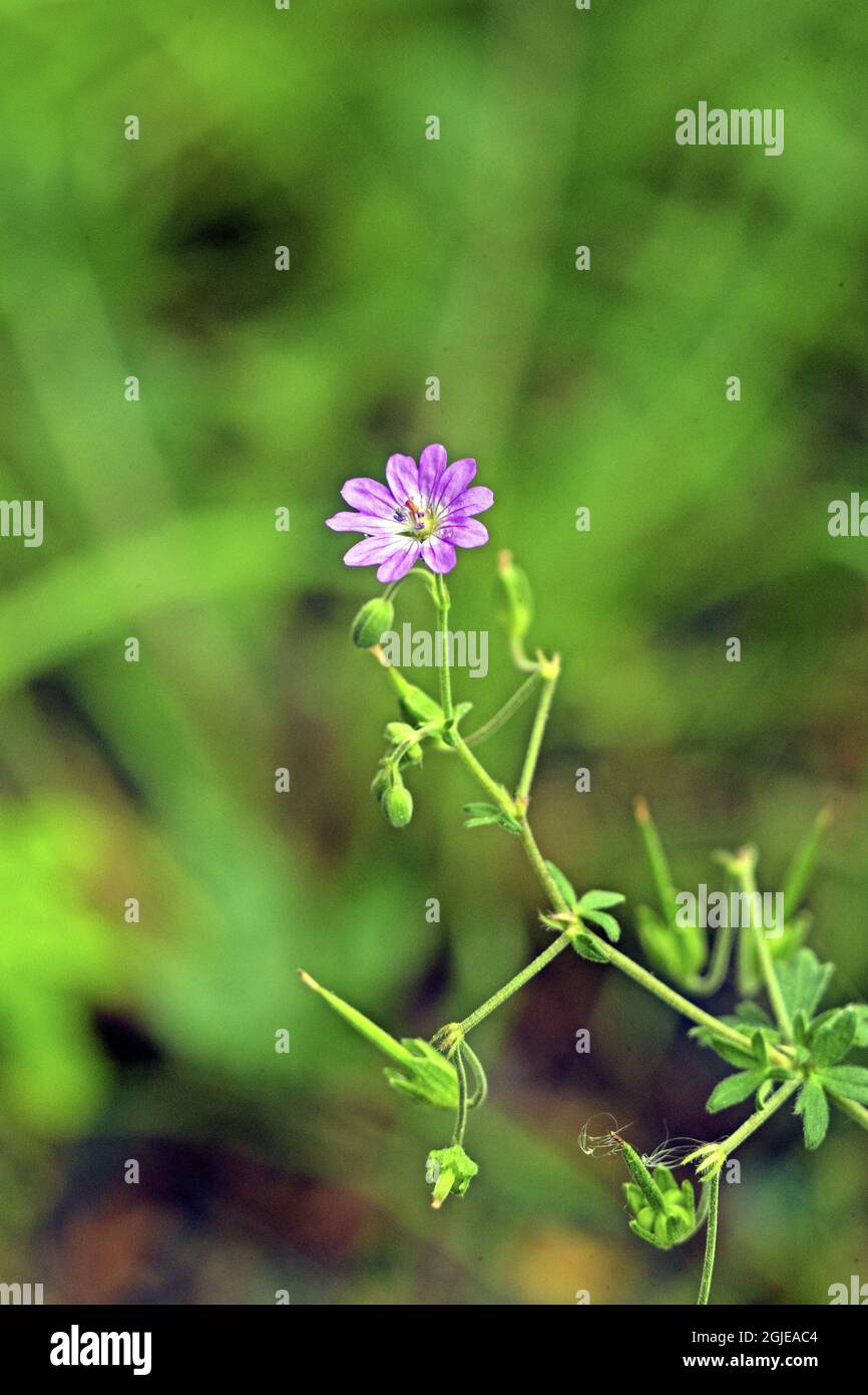 Small- flowered Crane´s bill (Geranium pusillum) Photo: Bengt Ekman / TT / code 2706  Stock Photo