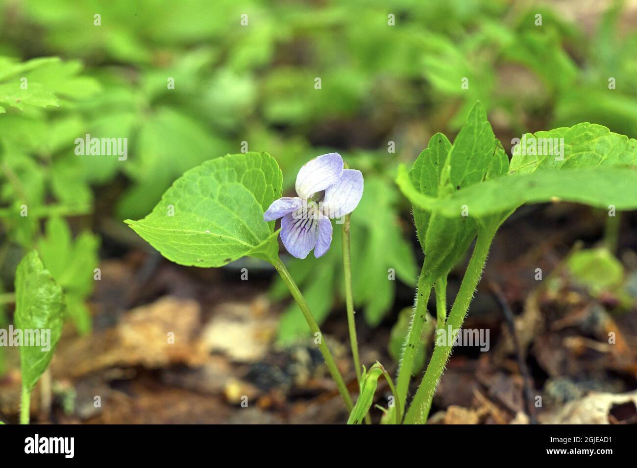 Wonder violet (Viola mirabilis) Photo: Bengt Ekman / TT / code 2706  Stock Photo