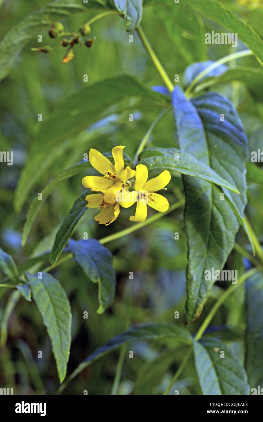 Yellow Loostrife (Lysimachia vulgaris) Photo: Bengt Ekman / TT / code 2706  Stock Photo