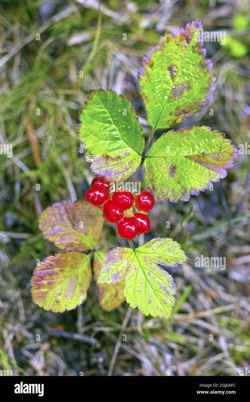 Stone Bramble (Rubus saxattilis) Photo: Bengt Ekman / TT / code 2706  Stock Photo