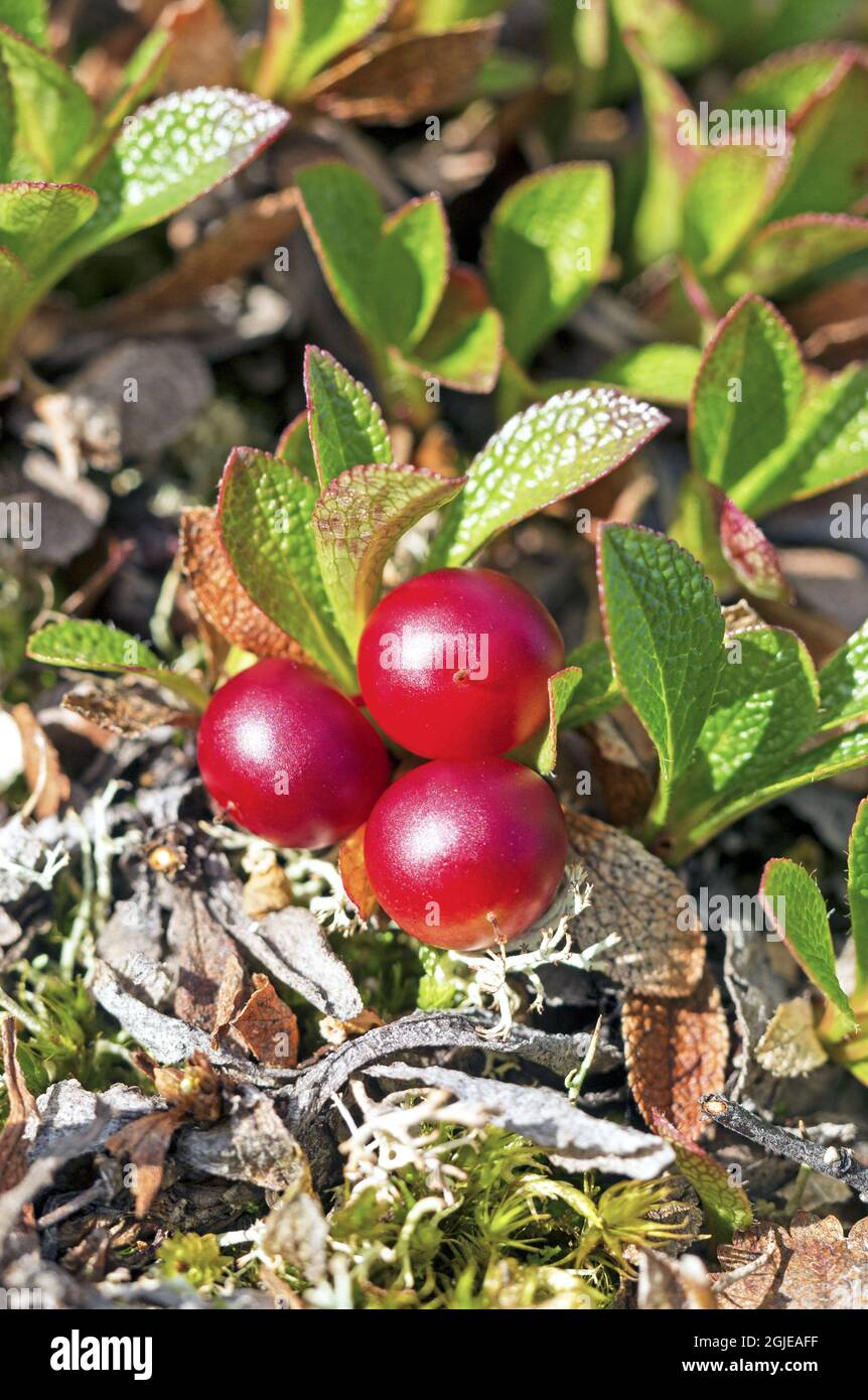 Mountain Bearberry (Arctostaphylos alpinus) Photo: Bengt Ekman / TT / code 2706  Stock Photo