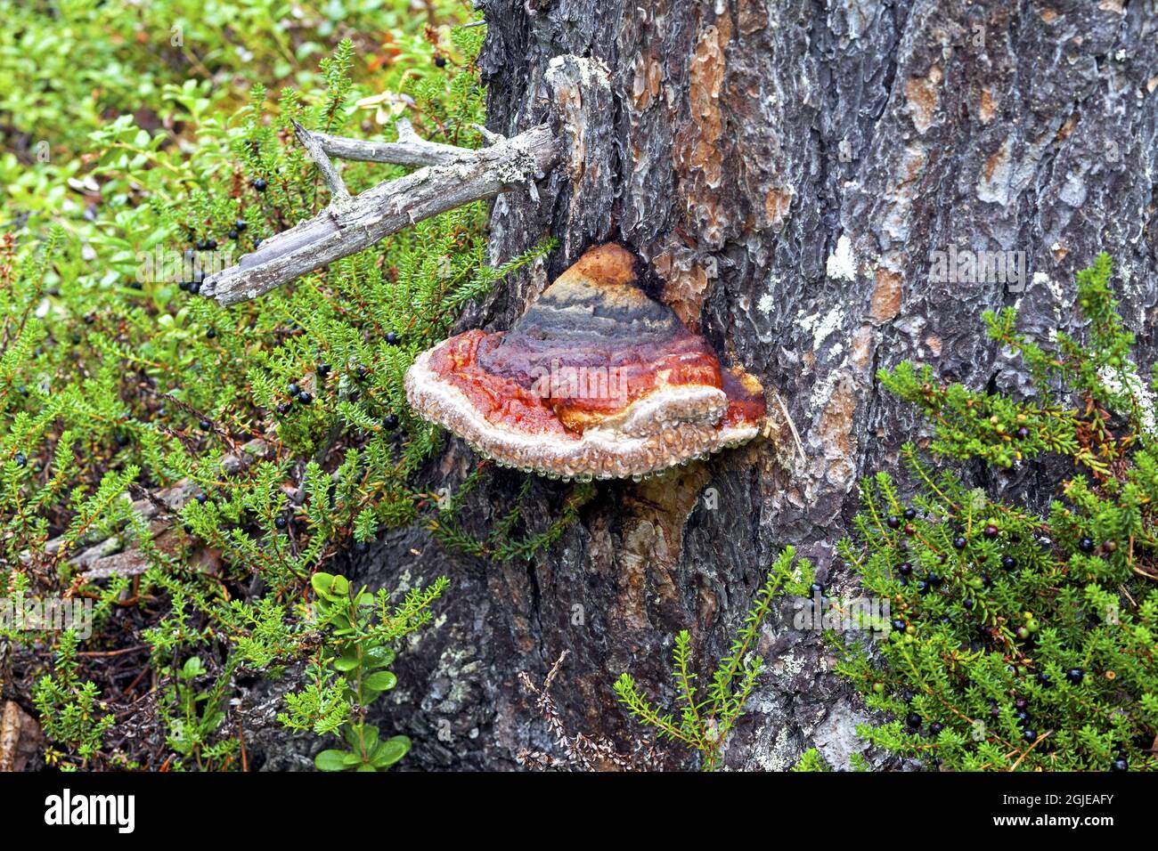 Hoof fungus (Fomitopsis pinicola) Photo: Bengt Ekman / TT / code 2706  Stock Photo