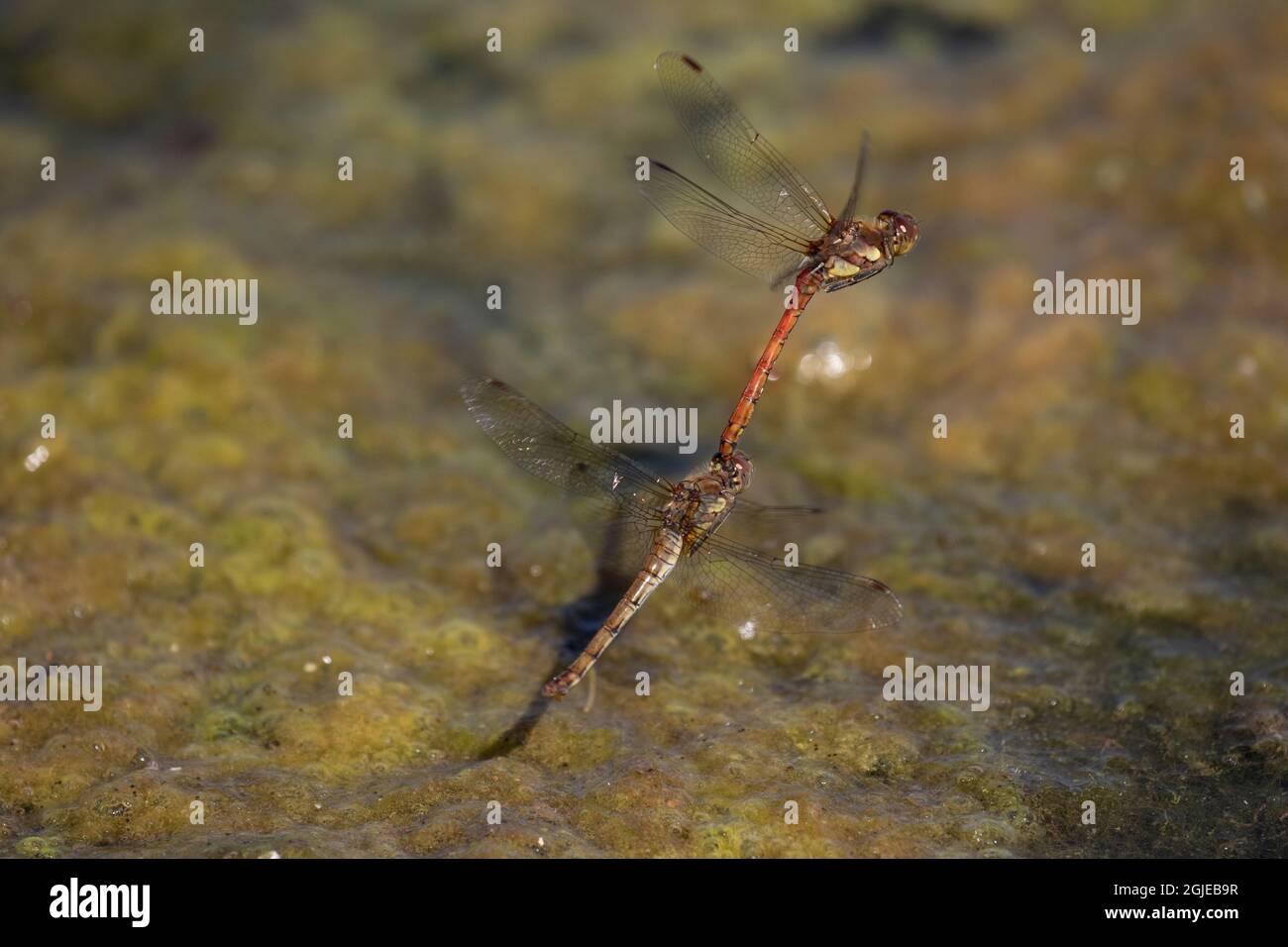 Common darter dragonflies laying eggs Stock Photo