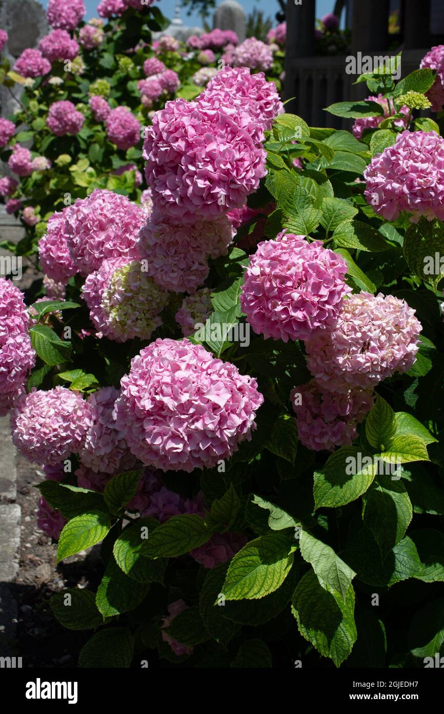 Vertical shot of beautiful hydrangea flowers in a garden Stock Photo ...