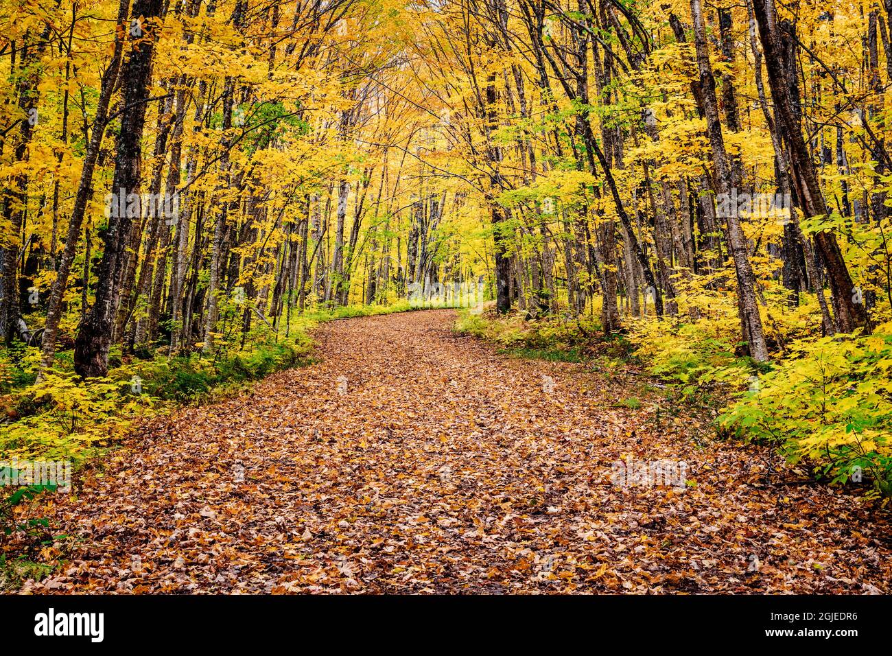 USA, Michigan, Upper Peninsula, Porcupine Mountains Wilderness State