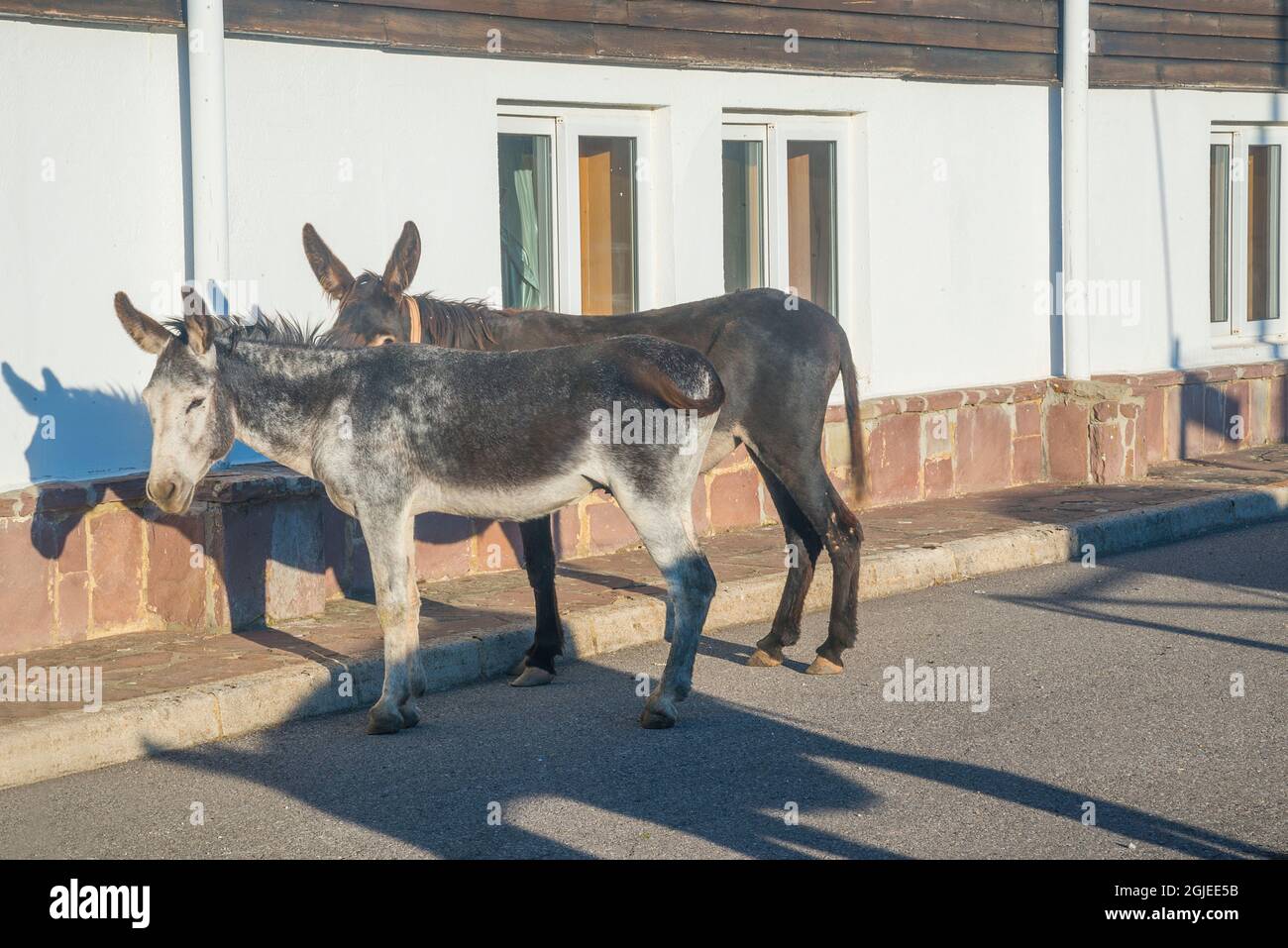Two donkeys by a house. Stock Photo