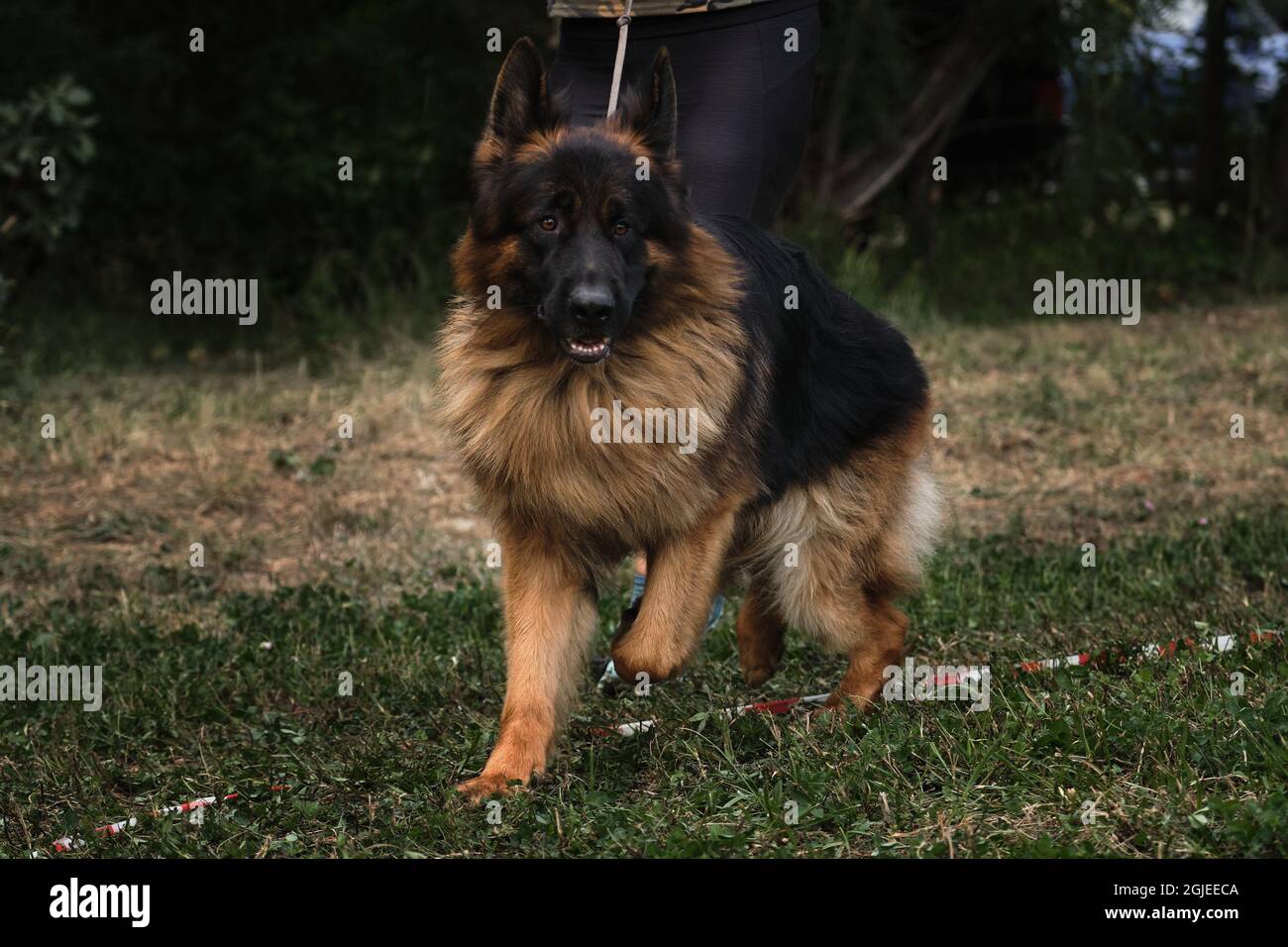 Charming fluffy black and red German Shepherd runs in ring at dog show with  handler. Long haired shepherd dog is very beautiful running on grass in fi  Stock Photo - Alamy