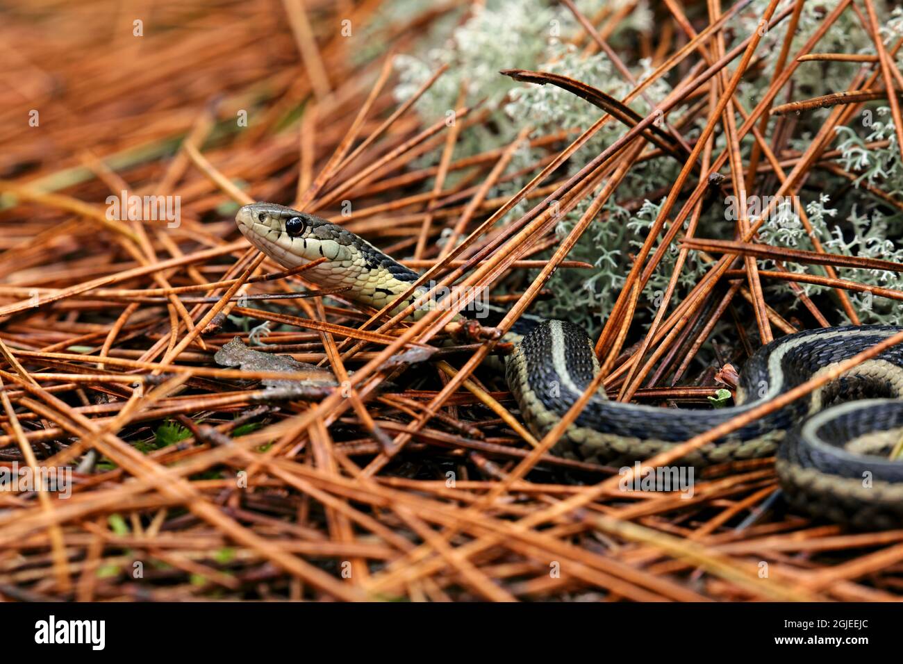 Northern Ribbon Snake, Upper Peninsula of Michigan Stock Photo Alamy