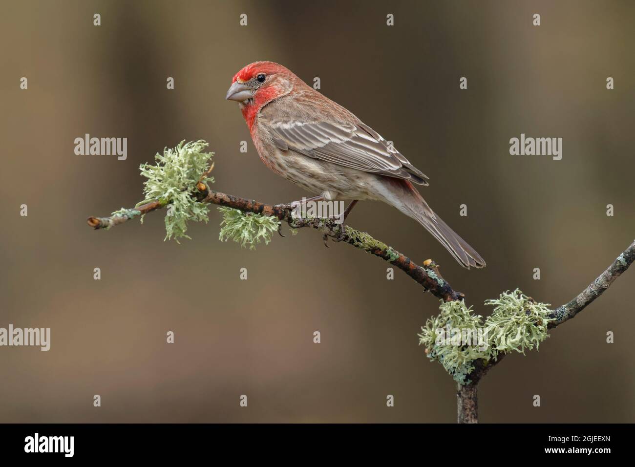 Male house finch in breeding plumage, Michigan Stock Photo - Alamy