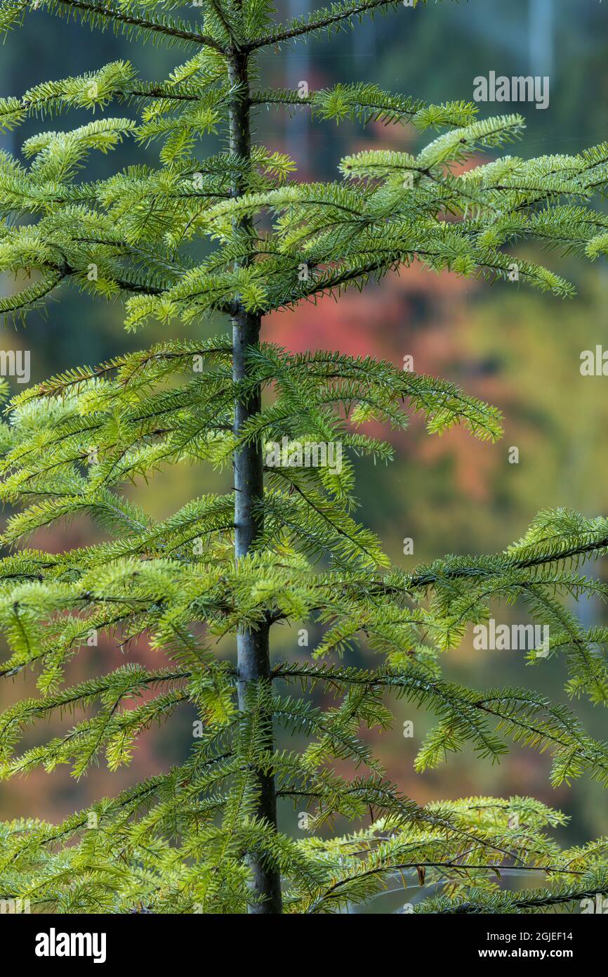 Small green spruce tree hi-res stock photography and images - Alamy