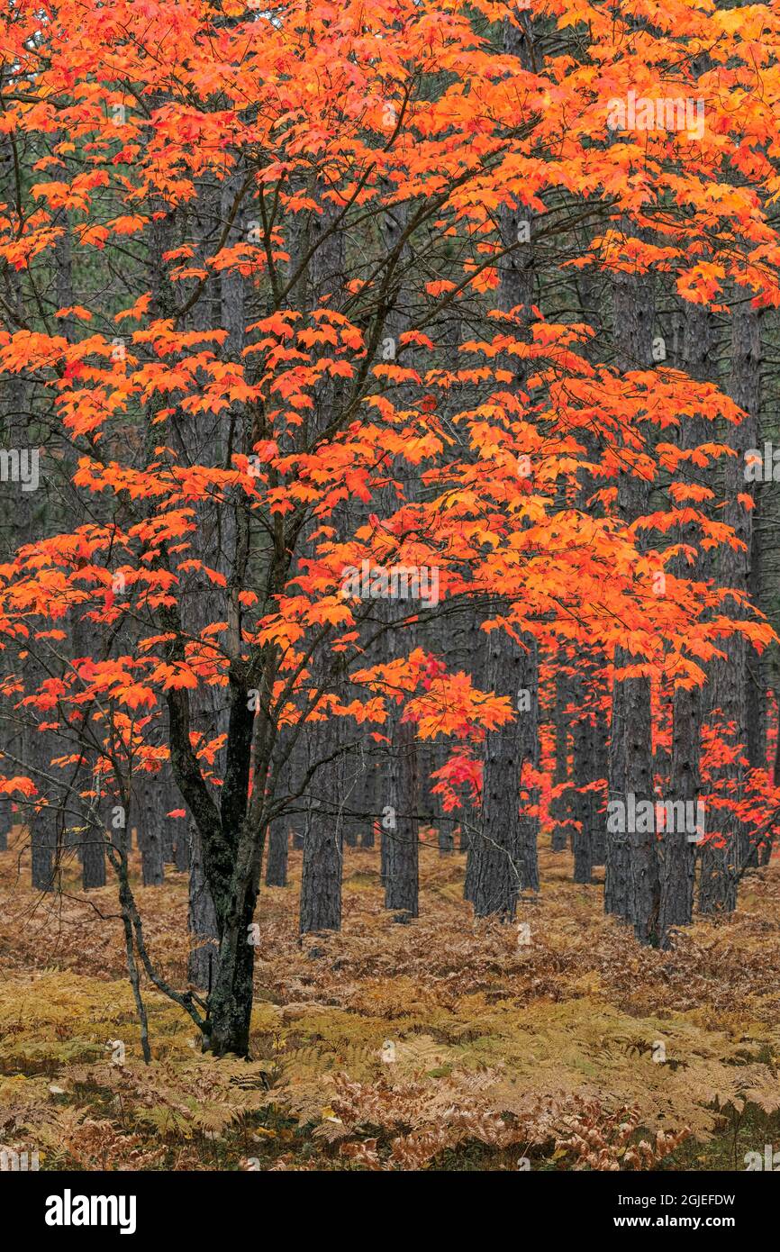 Red maple tree among pine tree trunks, Hiawatha National Forest, Upper