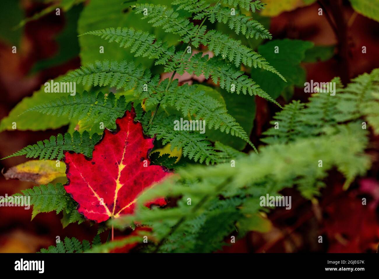 Red sugar maple leaf on Cinnamon Fern at Pictured Rocks National