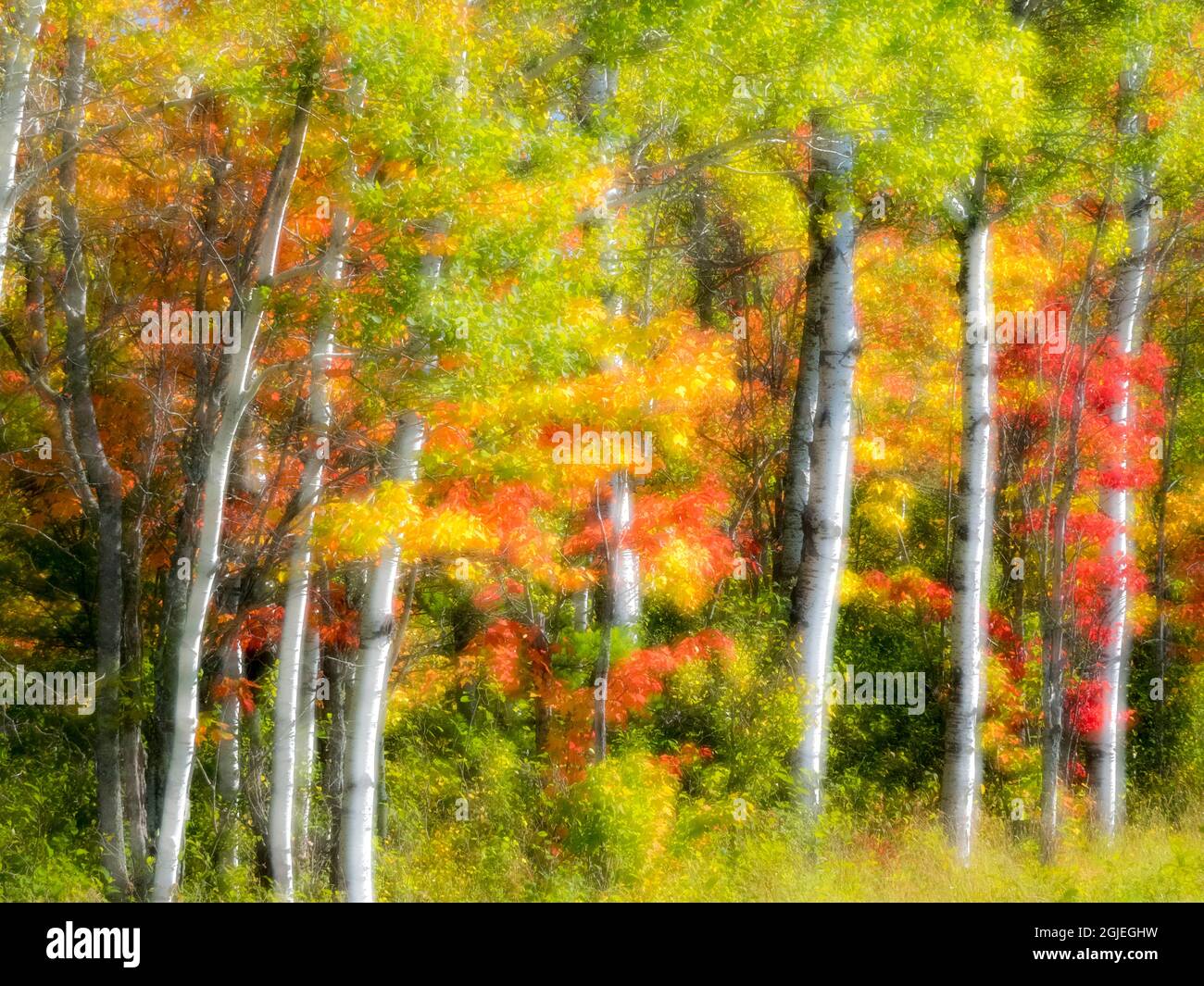 US, Michigan, Upper Peninsula. Fall colors in the forest Stock Photo