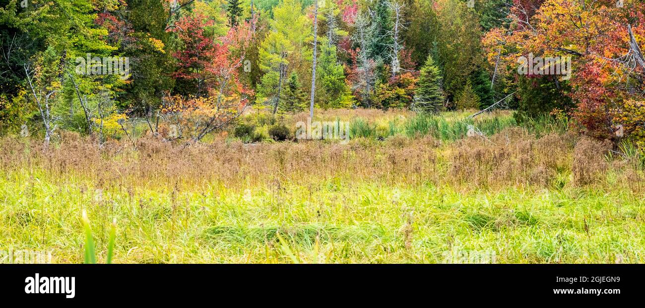 US, Michigan, Upper Peninsula. Fall foliage and pine trees in the ...