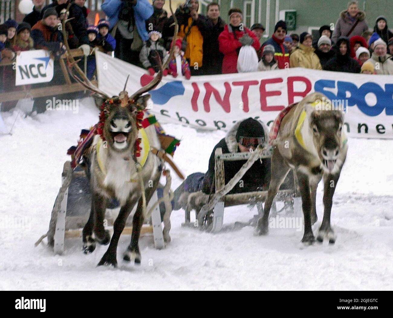 Reindeer race at the snow festival in Kiruna Sweden. Stock Photo