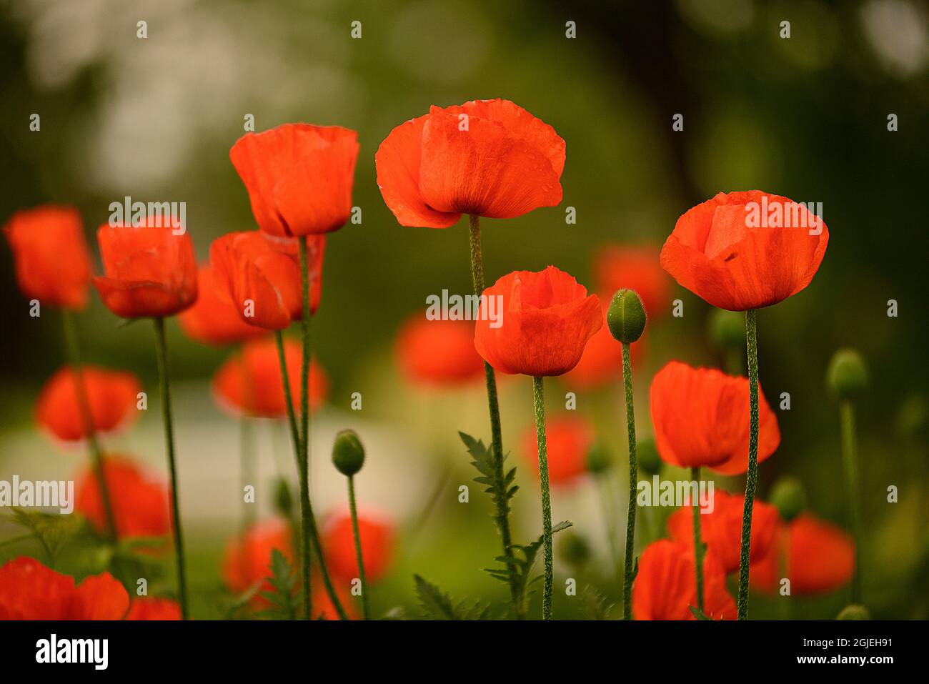 Red poppies in summer, Western Michigan Stock Photo Alamy