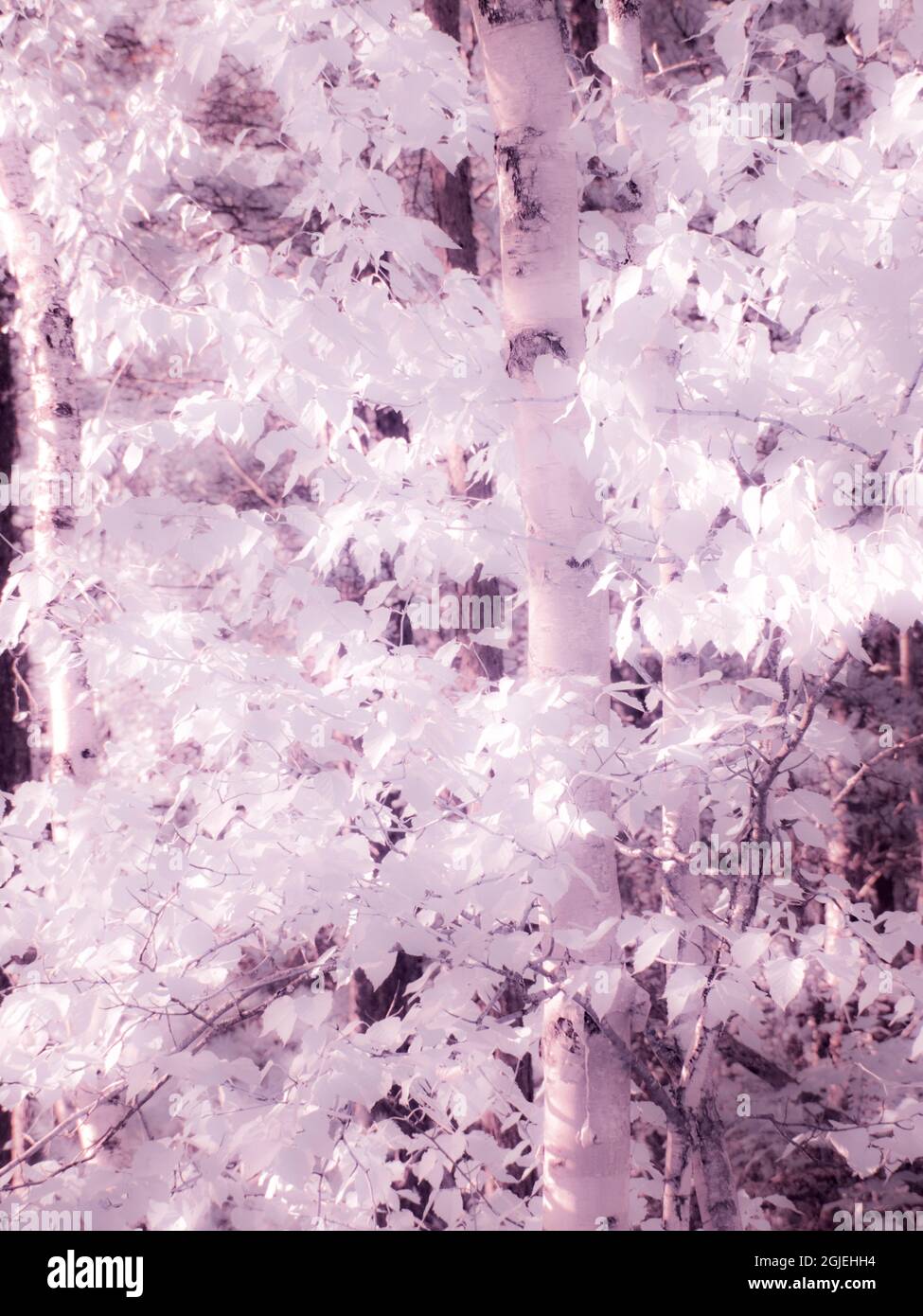 USA, Michigan. The hardwood forest of the Upper Peninsula Stock Photo