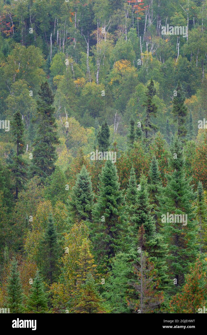 Laurentian Mixed Forest of the North Woods. Superior National Forest, North Shore, Minnesota Stock Photo