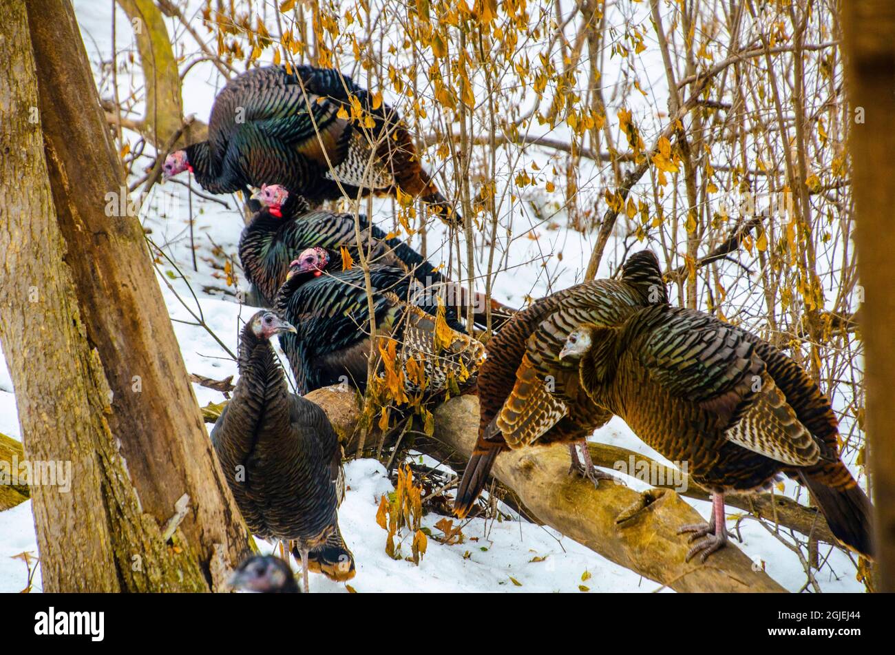 Turkeys In Minnesota USA, Minnesota, Mendota Heights, Wild Turkeys in Snowy Woods Stock ...