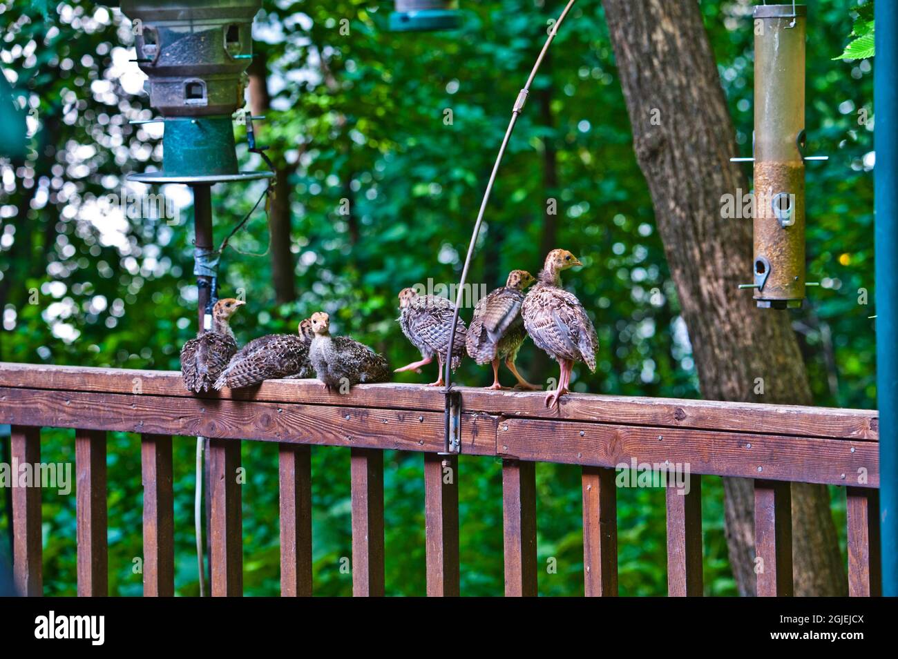 USA, Minnesota, Mendota Heights, Wild Turkey Poults on Deck Railing Stock Photo