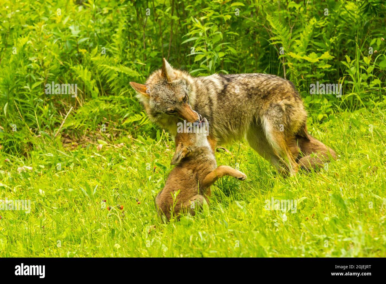 Coyote mother hires stock photography and images Alamy