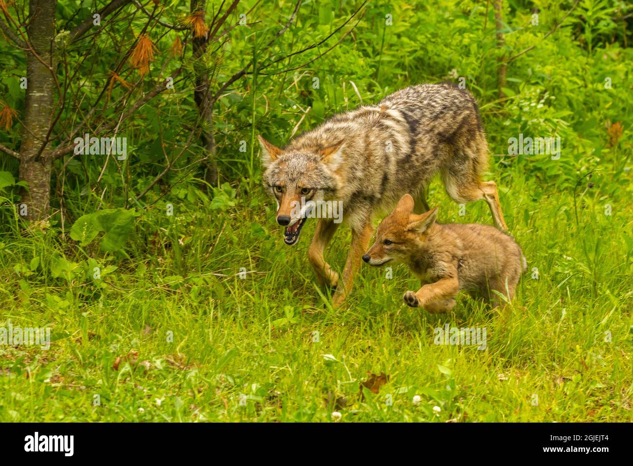 Coyote mother with pup hires stock photography and images Alamy