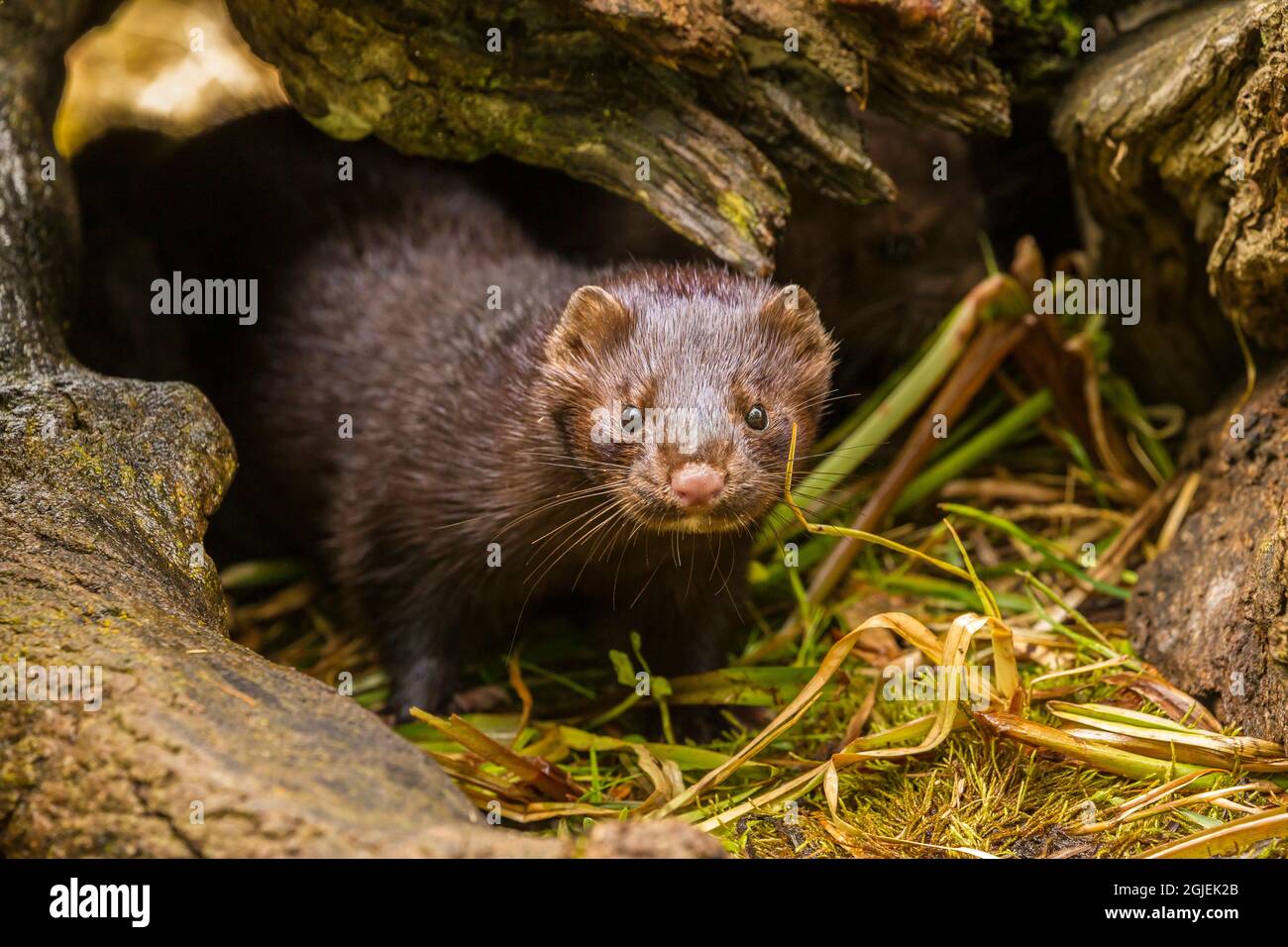 USA, Minnesota, mink in log, captive Stock Photo Alamy