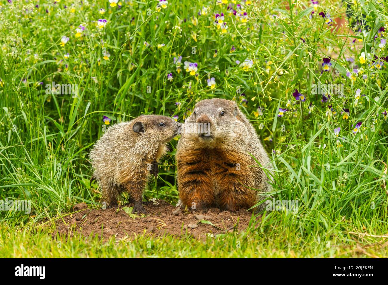 USA, Minnesota, woodchuck, adult and kit, captive Stock Photo Alamy