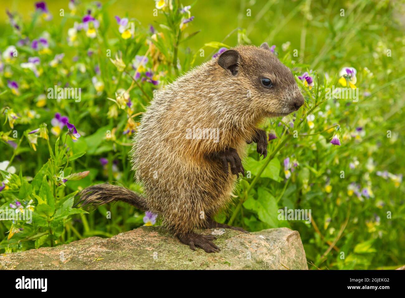 Baby woodchuck hires stock photography and images Alamy