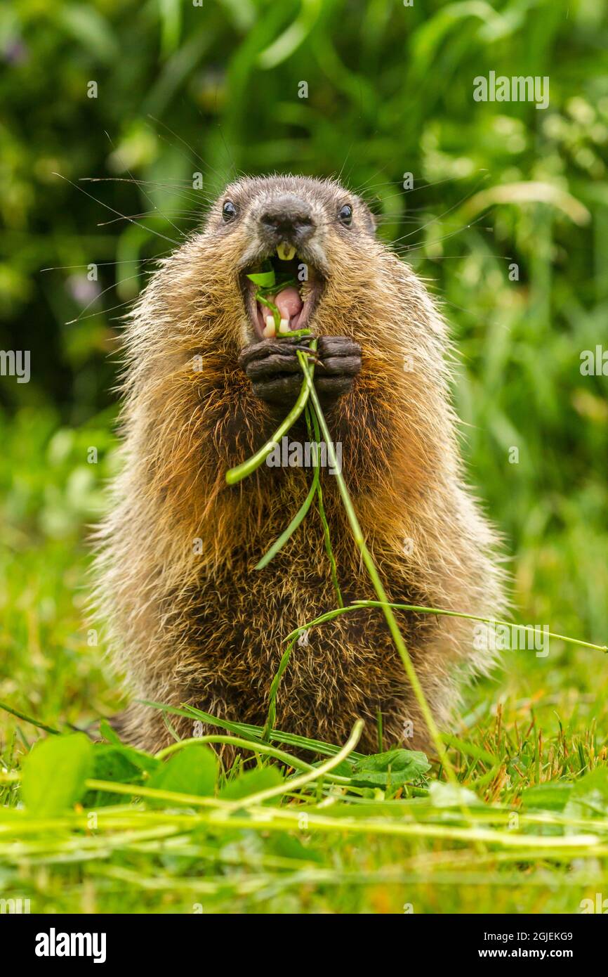 usa-minnesota-woodchuck-eating-teeth-captive-stock-photo-alamy