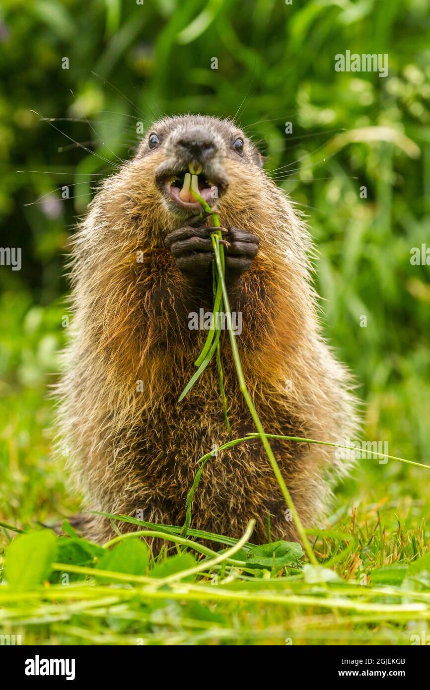 Woodchuck eating hires stock photography and images Alamy