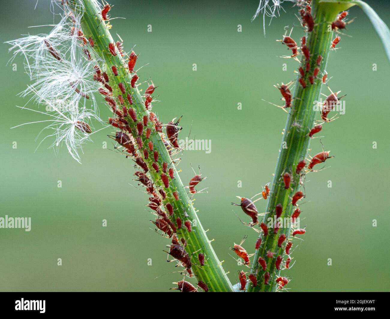 Aphids feeding on wild lettuce stem, Rosemount, Minnesota Stock Photo
