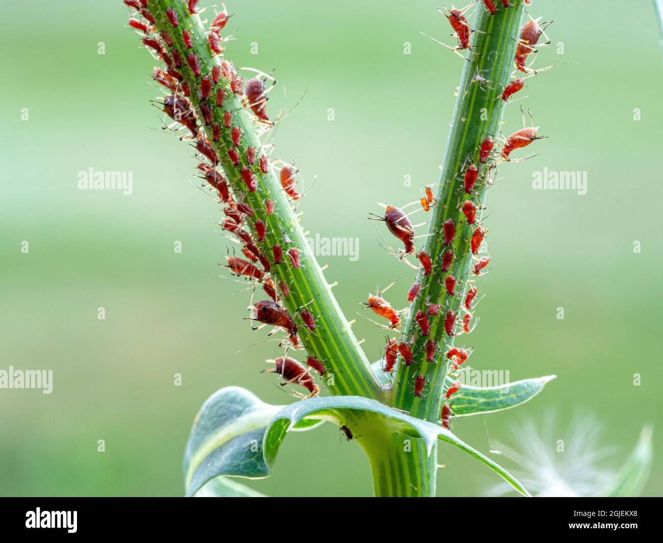 Aphids feeding on wild lettuce stem, Rosemount, Minnesota Stock Photo
