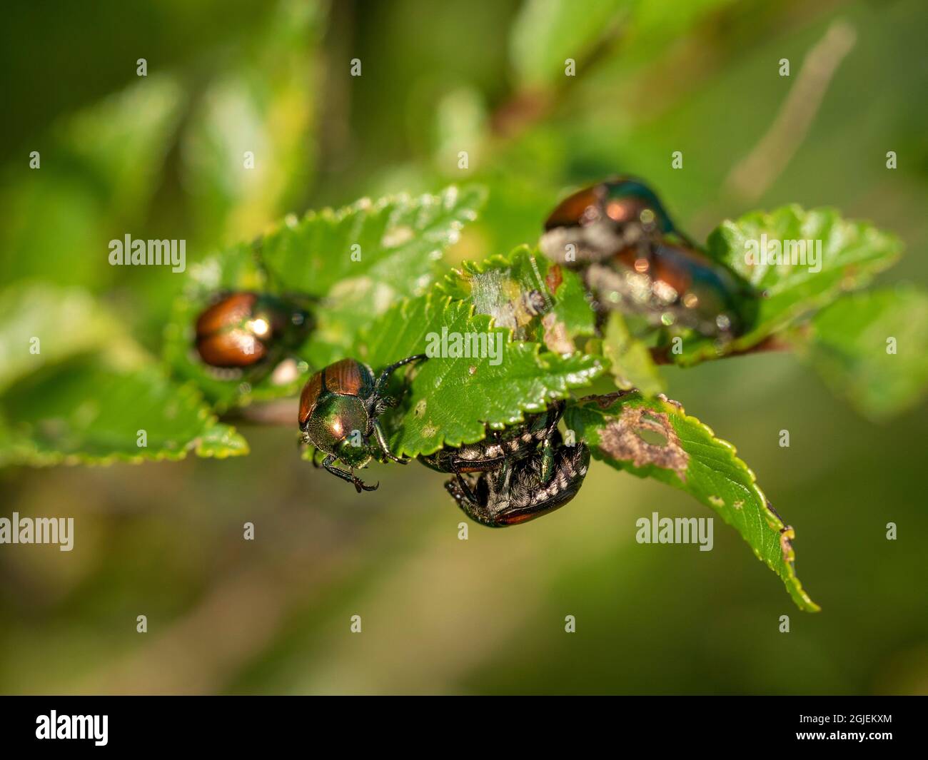 Japanese beetles on rose bush, Eagan, Minnesota Stock Photo Alamy