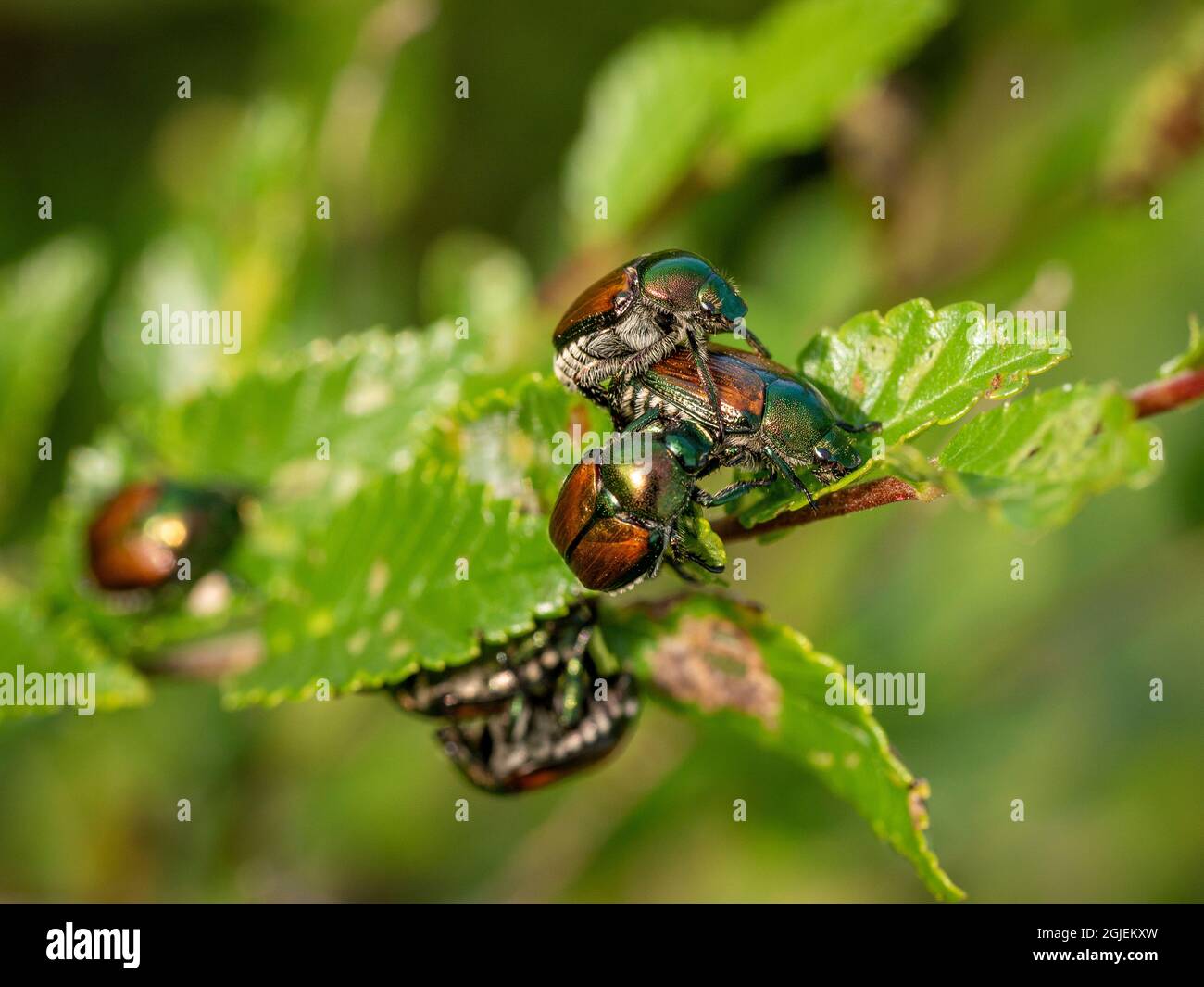 Japanese beetles on rose bush, Eagan, Minnesota Stock Photo Alamy