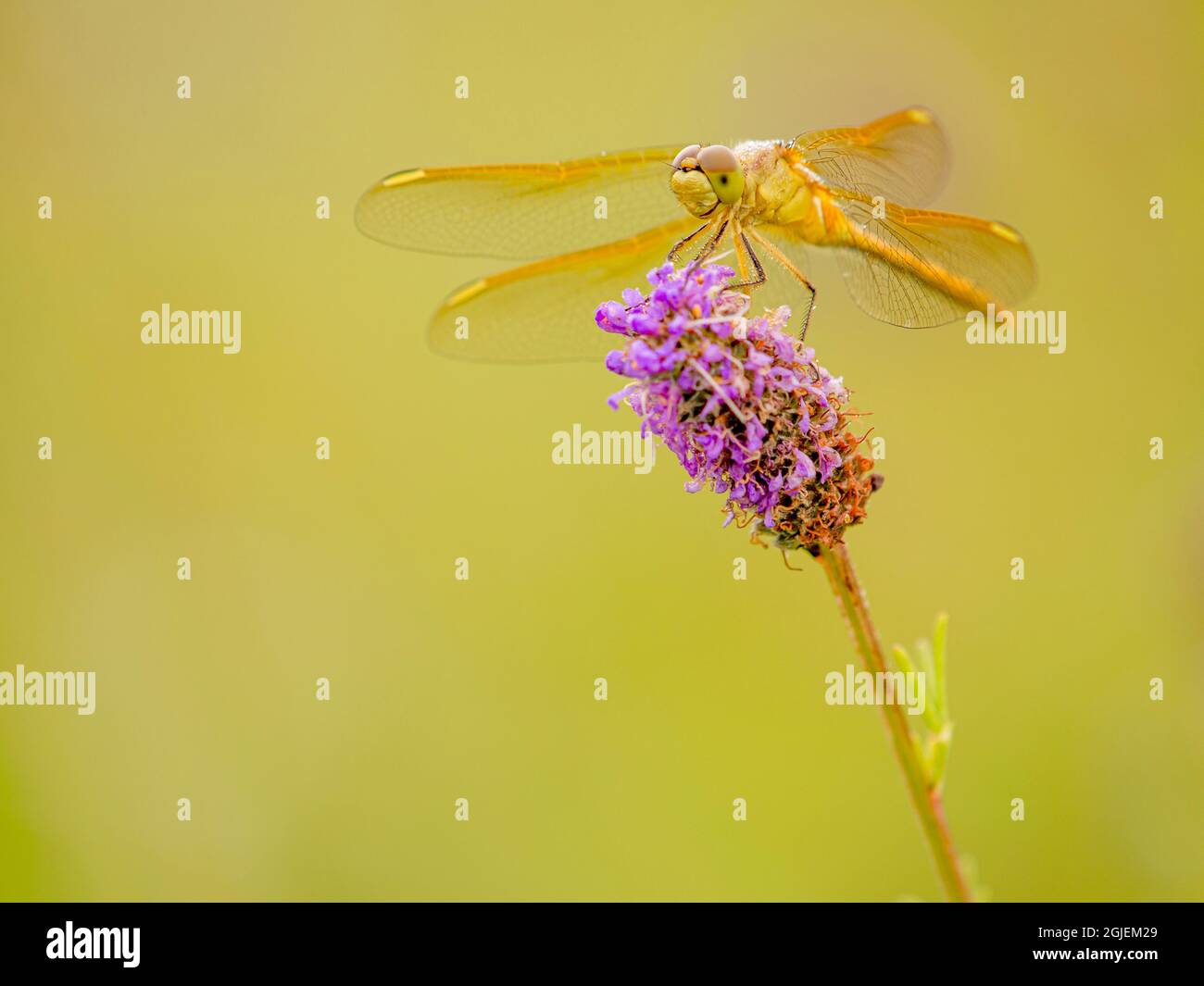 Darter dragonfly on prairie clover in prairie, Murphy-Hanrahan Regional Park, Minnesota (south of Minneapolis) Stock Photo