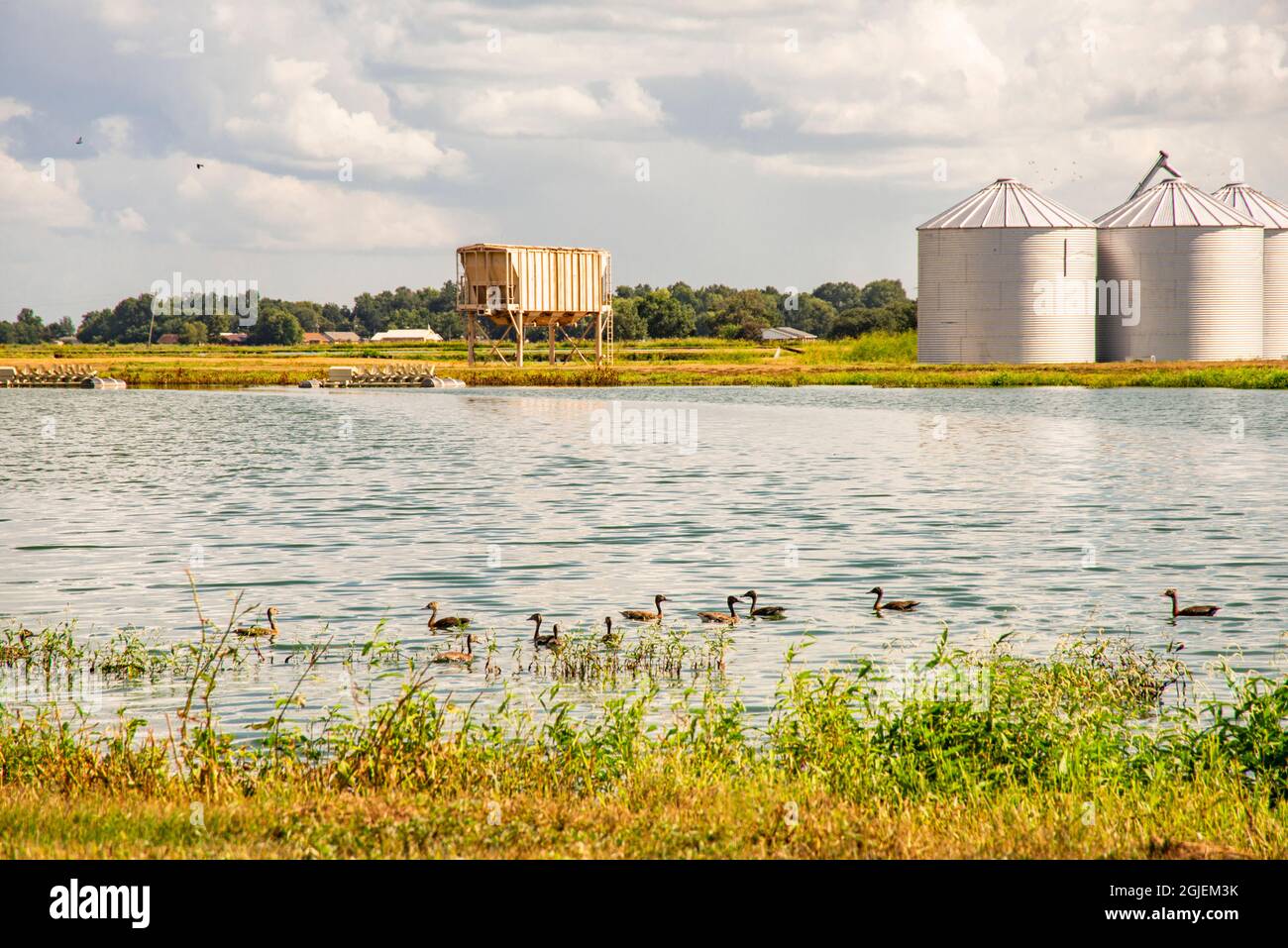 USA, Mississippi. Mississippi River Basin, catfish ponds, flock of ...