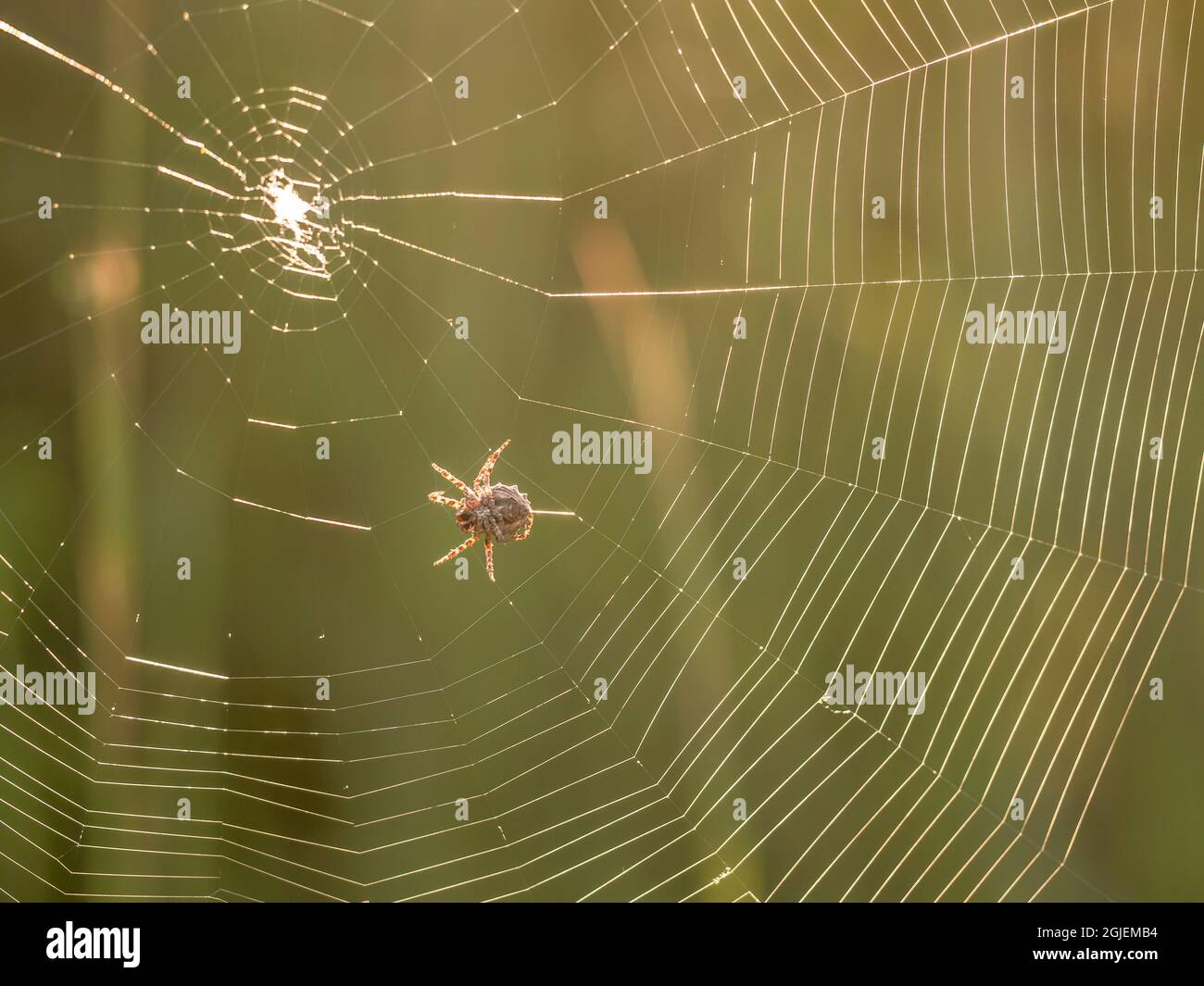 Orbweaver spider making web, prairie, Tzi-Sho Natural Area, Prairie State Park, Missouri Stock Photo