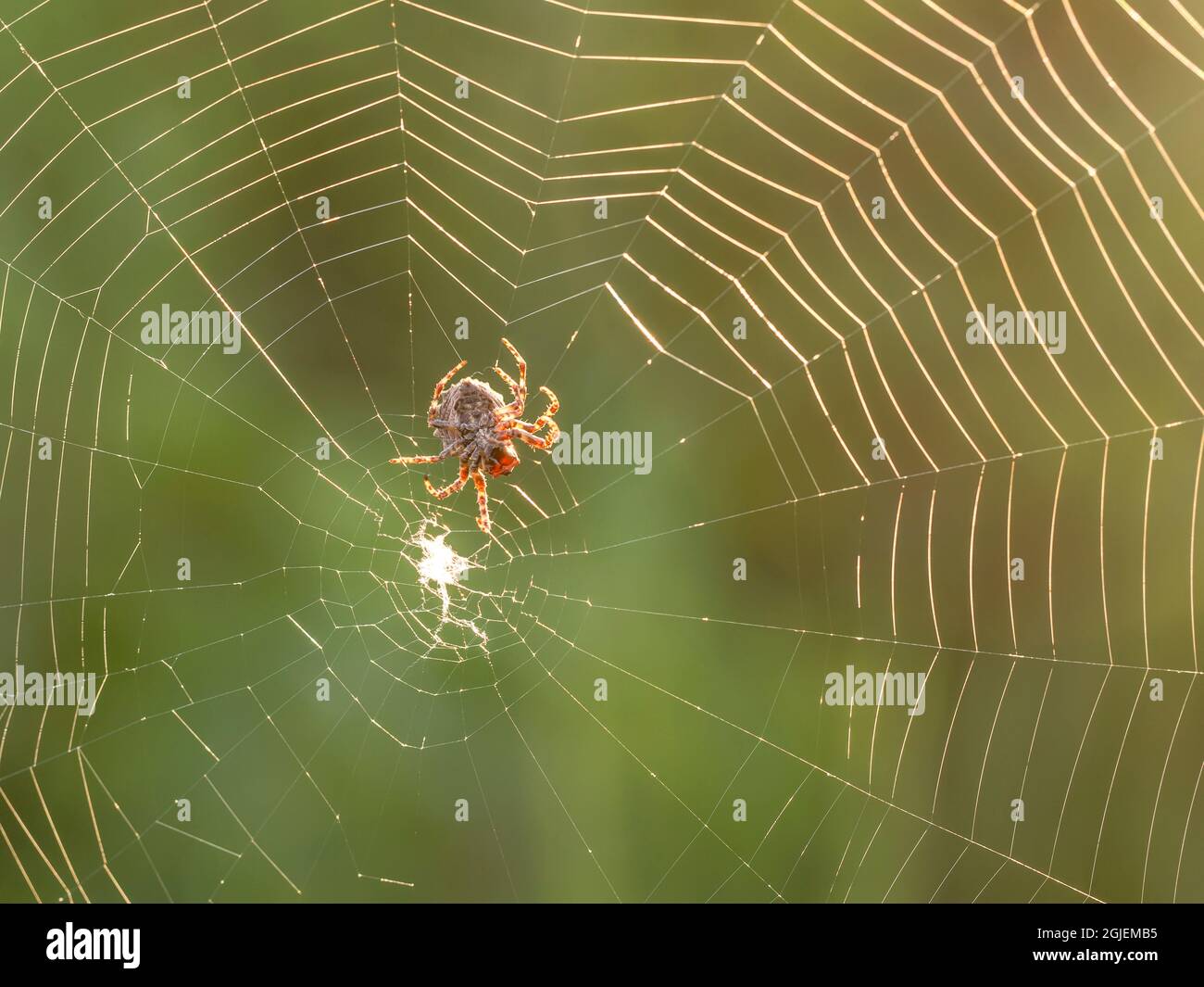Orbweaver spider making web, prairie, Tzi-Sho Natural Area, Prairie State Park, Missouri Stock Photo