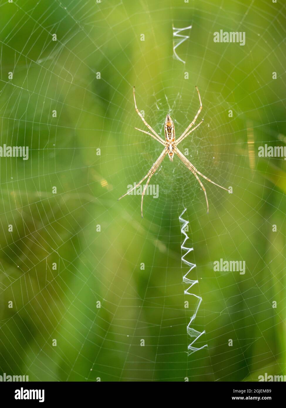Orbweaver spider in web, prairie, Tzi-Sho Natural Area, Prairie State Park, Missouri Stock Photo